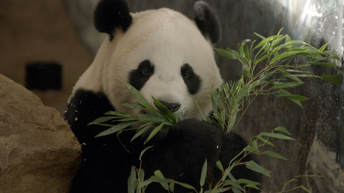 De kleine reuzenpanda vliegt uit